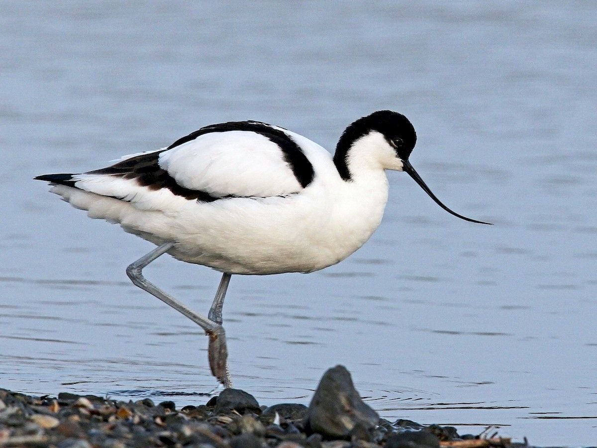Pied Avocet